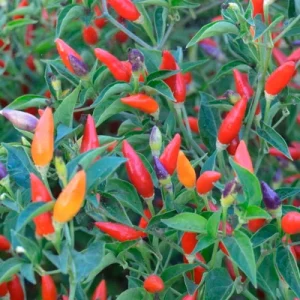 piment ordono